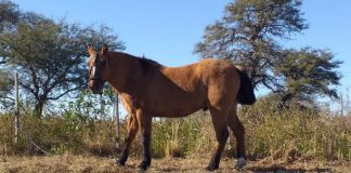 Niña es atacada por un caballo en Puerto Cumarebo