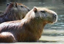 Hurtaron dos chiguires del Zoológico Paraguaná