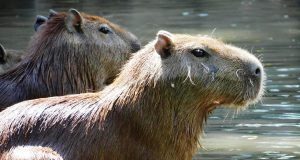 Hurtaron dos chiguires del Zoológico Paraguaná