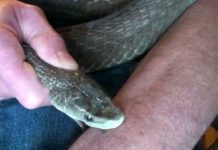 Hombre sufrió mordedura de serpiente en Buchivacoa