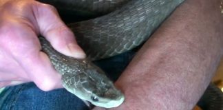 Hombre sufrió mordedura de serpiente en Buchivacoa