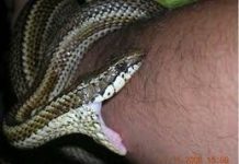 Lo mordió una serpiente en la mano derecha en Urumaco