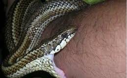 Lo mordió una serpiente en la mano derecha en Urumaco