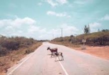 Lo sorprendió un chivo en la Falcón -Zulia y deslizó en la moto