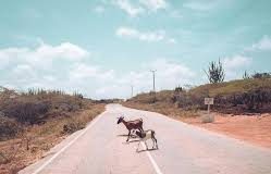 Lo sorprendió un chivo en la Falcón -Zulia y deslizó en la moto