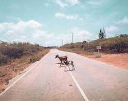 Lo sorprendió un chivo en la Falcón -Zulia y deslizó en la moto