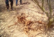 Localizan osamenta de hombre desaparecido en Mataruca