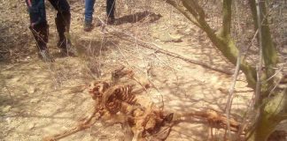 Localizan osamenta de hombre desaparecido en Mataruca