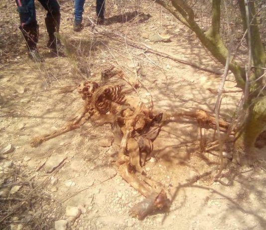 Localizan osamenta de hombre desaparecido en Mataruca