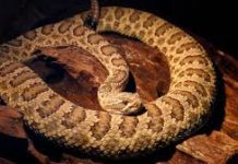 Niña de diez años sufrió mordedura de serpiente en Buchivacoa