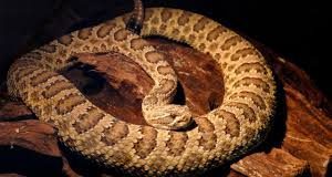 Niña de diez años sufrió mordedura de serpiente en Buchivacoa