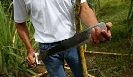 Adolescente se cortó el pie en labores del campo en Buchivacoa