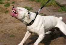 Perro mordió a un niño en el cuello en Zumurucuare