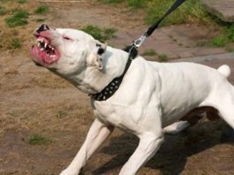 Perro mordió a un niño en el cuello en Zumurucuare