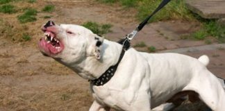 Perro mordió a un niño en el cuello en Zumurucuare