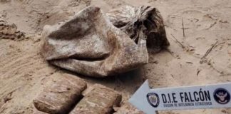 Localizan ocho panelas de marihuana en Tocopero