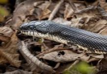 Adolescente es mordido por una serpiente en Buchivacoa
