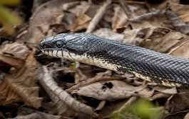 Adolescente es mordido por una serpiente en Buchivacoa