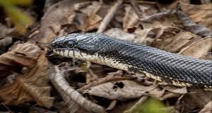 Adolescente es mordido por una serpiente en Buchivacoa