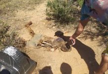 Encuentran osamenta perteneciente a «El Cachaco» de Los Rosales