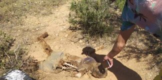 Encuentran osamenta perteneciente a «El Cachaco» de Los Rosales