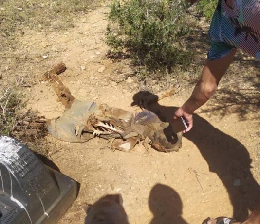 Encuentran osamenta perteneciente a «El Cachaco» de Los Rosales