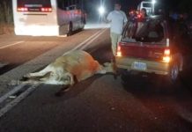 Hombre herido tras chocar su carro contra una vaca