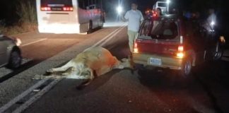 Hombre herido tras chocar su carro contra una vaca