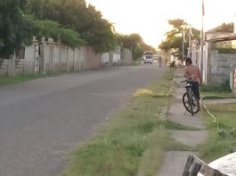 Búhos atacan a transeúntes en Adícora