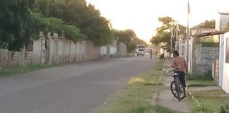 Búhos atacan a transeúntes en Adícora