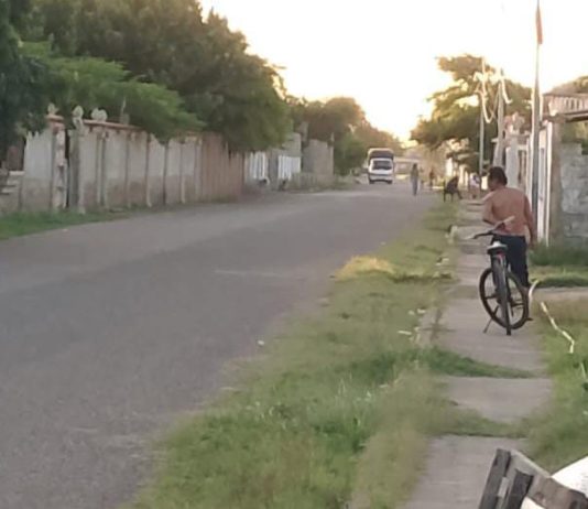 Búhos atacan a transeúntes en Adícora