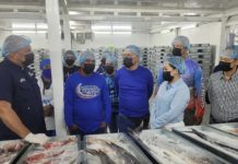 De esta manera avanza la exportación de medusa