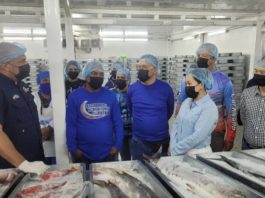 De esta manera avanza la exportación de medusa