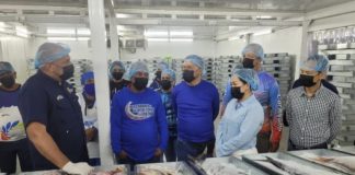 De esta manera avanza la exportación de medusa