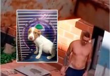 Tras las rejas por maltratar un perro