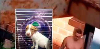 Tras las rejas por maltratar un perro