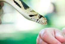 Niño de nueve años es mordido por una serpiente en Dabajuro