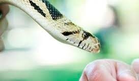 Niño de nueve años es mordido por una serpiente en Dabajuro