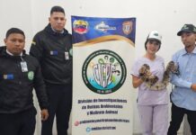 Rescatan una tragavenado que estaba en cautiverio