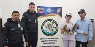 Rescatan una tragavenado que estaba en cautiverio