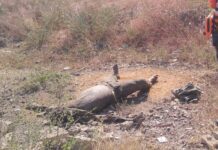 Localizan cuerpo en estado de descomposición en zona boscosa de Coro