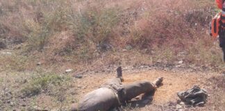 Localizan cuerpo en estado de descomposición en zona boscosa de Coro