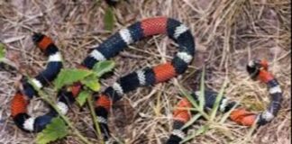 Bebé de un año fue mordido por una coral