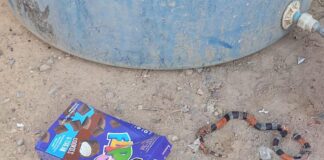 Sector Sabana Grande de Carirubana entre basura y serpientes