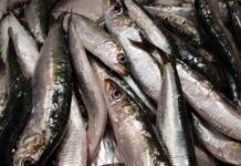 Hoy arranca la temporada de sardina