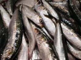 Hoy arranca la temporada de sardina