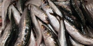 Hoy arranca la temporada de sardina