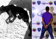 Le mochó la pata a un perro