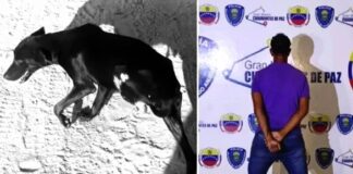 Le mochó la pata a un perro