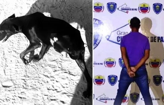 Le mochó la pata a un perro